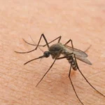 L’odore naturale che più detestano le zanzare: usalo subito per non essere punto