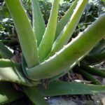 Pianta di aloe vera con foglie marroni, evidenziando i danni da eccesso di sole diretto.