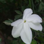 Gelsomino notturno in fiore, ideale per cene estive in terrazzo grazie al suo profumo serale avvolgente.