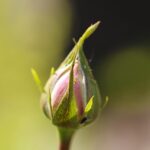 Rose infestate da afidi con spruzzatore di acqua e sapone di Marsiglia pronto all'uso.