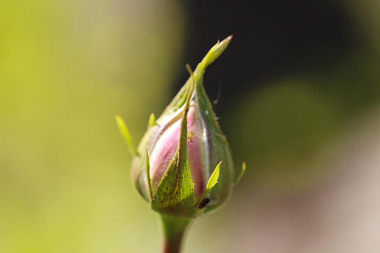 Rose infestate da afidi con spruzzatore di acqua e sapone di Marsiglia pronto all'uso.
