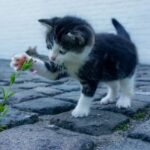 Valeriana e Matatabi, piante verdi che attraggono i gatti, circondati da felini giocosi e felici.